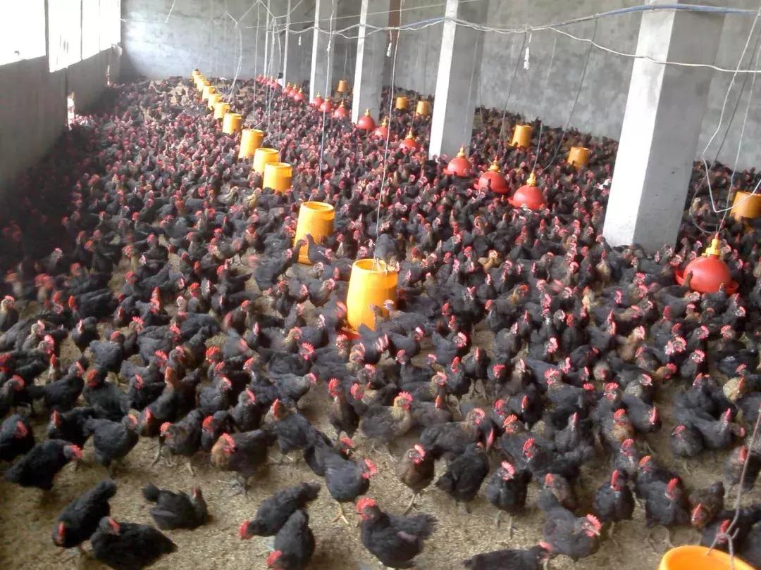 鸡痘症状图片,鸡痘病是什么症状