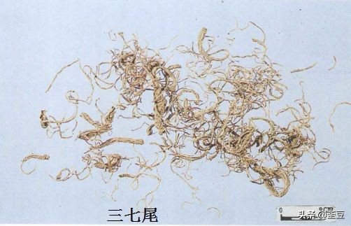 中药材伪品太多，俗有南国神草之称的三七，就有十多种假货