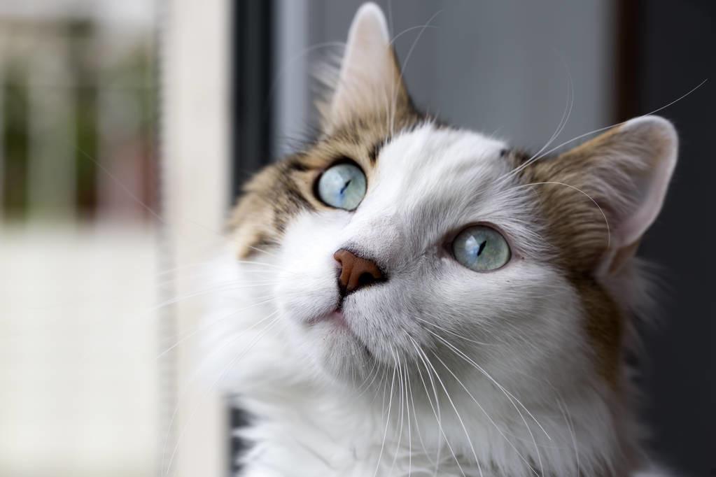 教你5招让你高冷的猫咪变得粘人,猫咪高冷不亲人