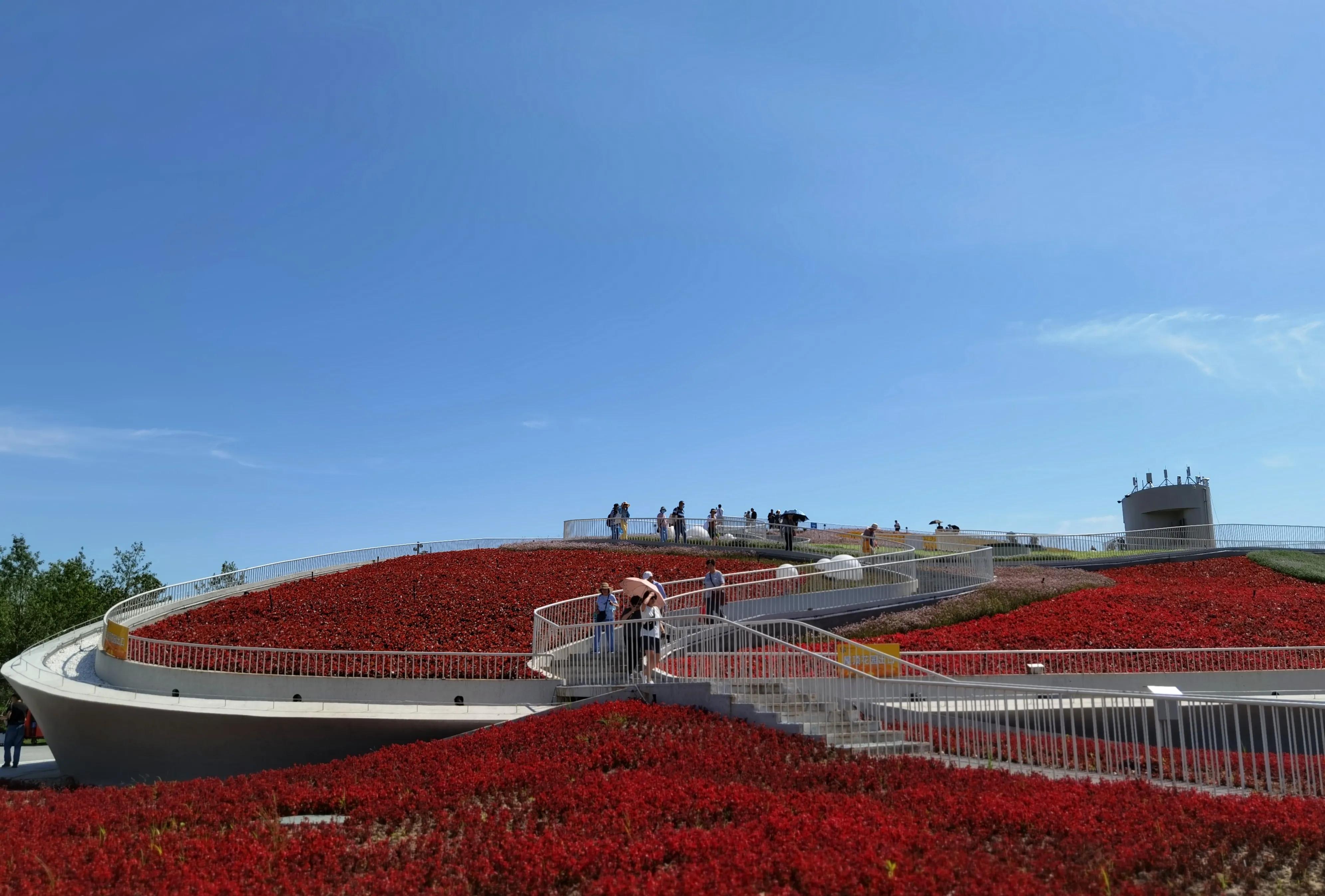 关于崇明花博会,崇明花博会全程花景