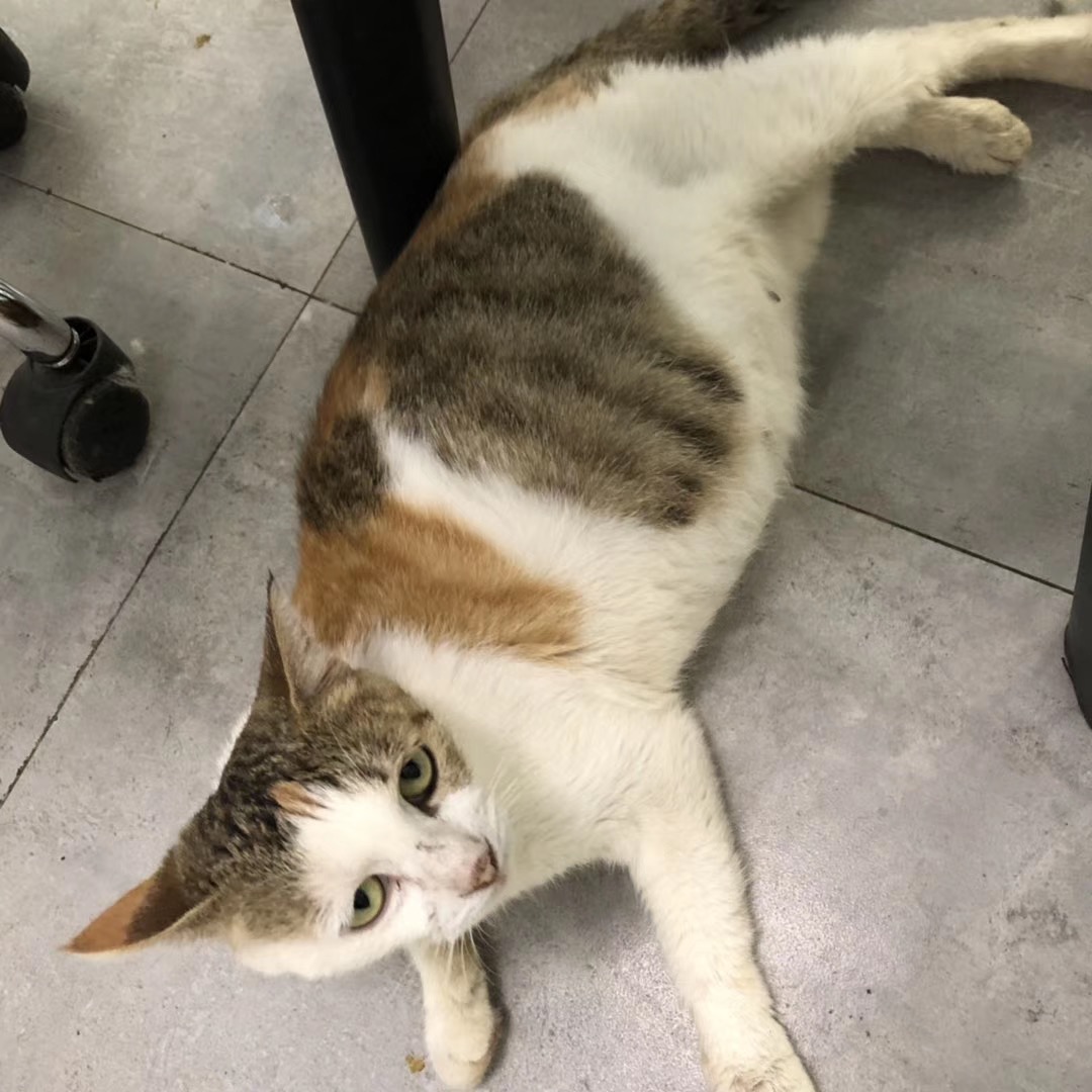 猫咪绝育时发现怀孕怎么办,猫咪小不能绝育怎么避免怀孕