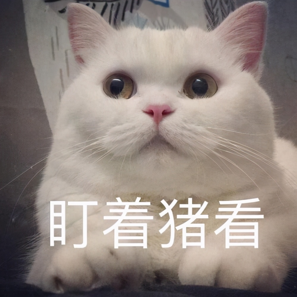 宠物猫眼睛是黄色的怎么回事,宠物猫眼屎多是什么原因
