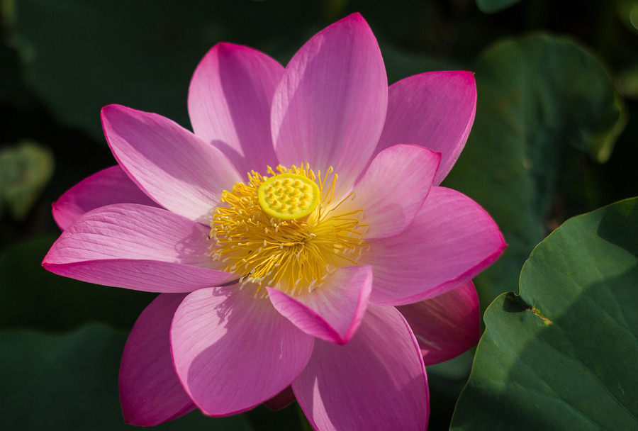 出淤泥而不染的莲花的下一句,莲花出淤泥而不染下一句是什么