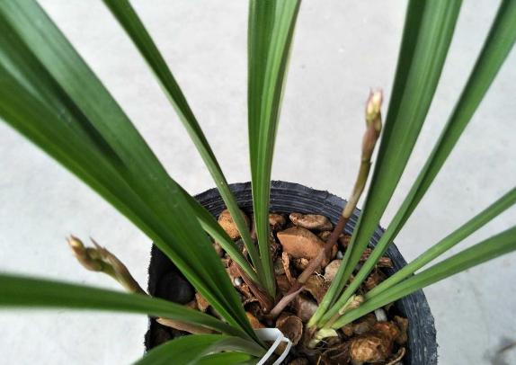 兰花奇草开奇花,适合新手养的兰花有哪些带图片