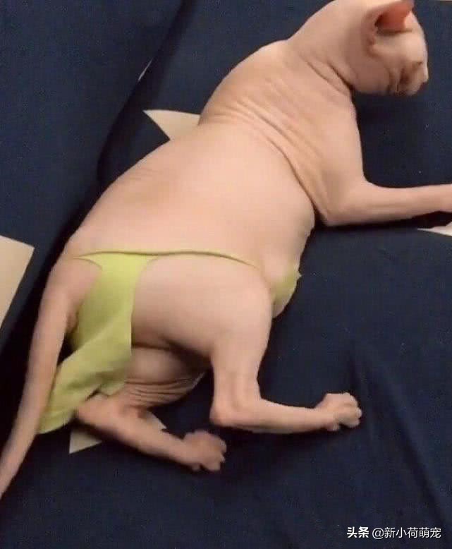 因无毛猫身体太过裸露，奶奶做了件衣服，网友却说诱惑力更大了