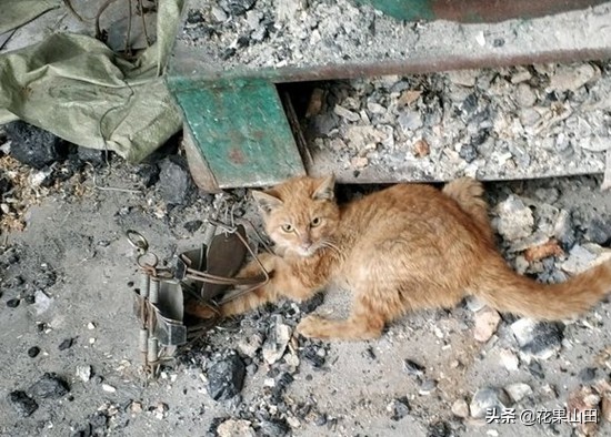 孵化鸡仔20天,孵化一只鸡雏