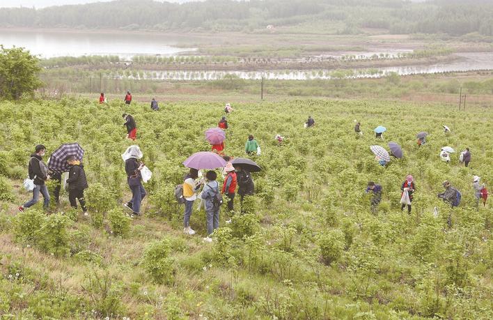 200小时销售3.6万余斤刺五加！助农，抚顺一直在行动