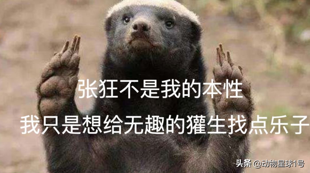 平头哥蜜獾照片,蜜獾平头哥动物科普