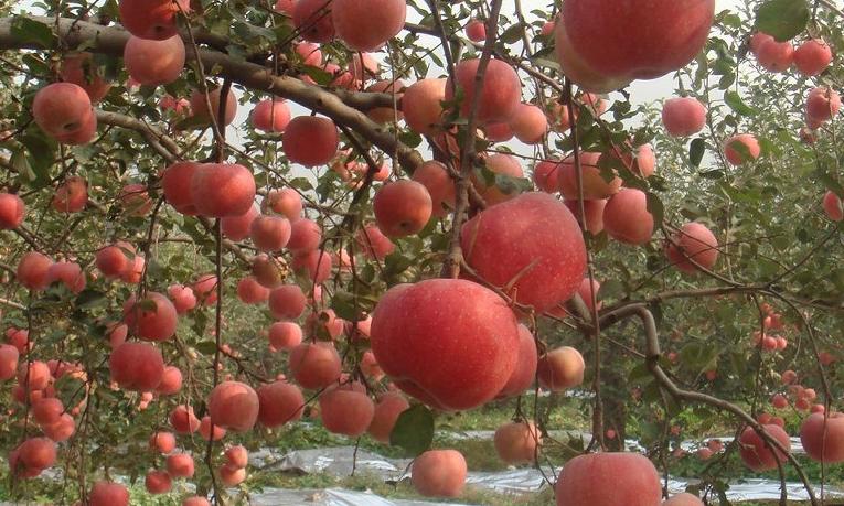 苹果正红景正美!在最甜的时候看最美的运城!