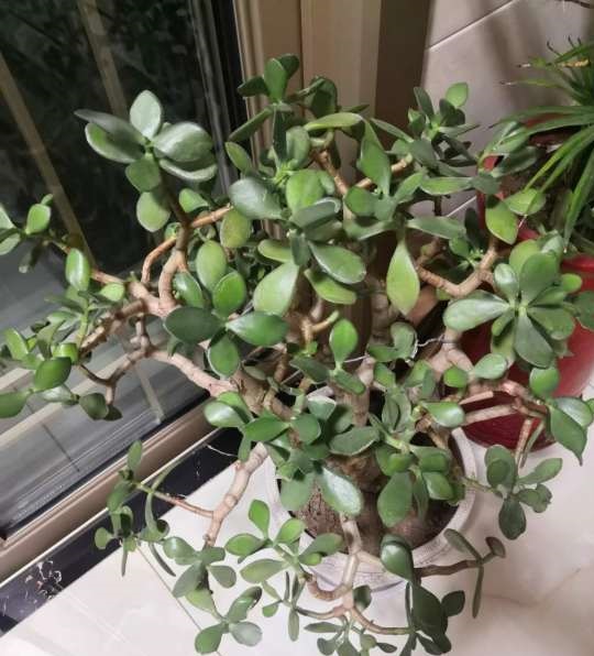 玉树怎么养能变老桩,玉树怎么养不死