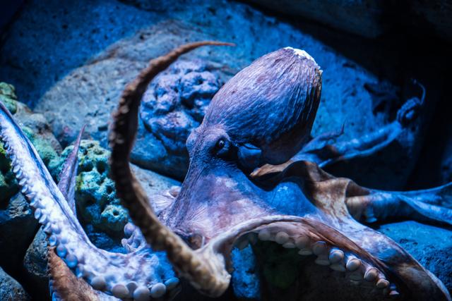 像章鱼一样的外星生物有哪些,长得像章鱼的外星人