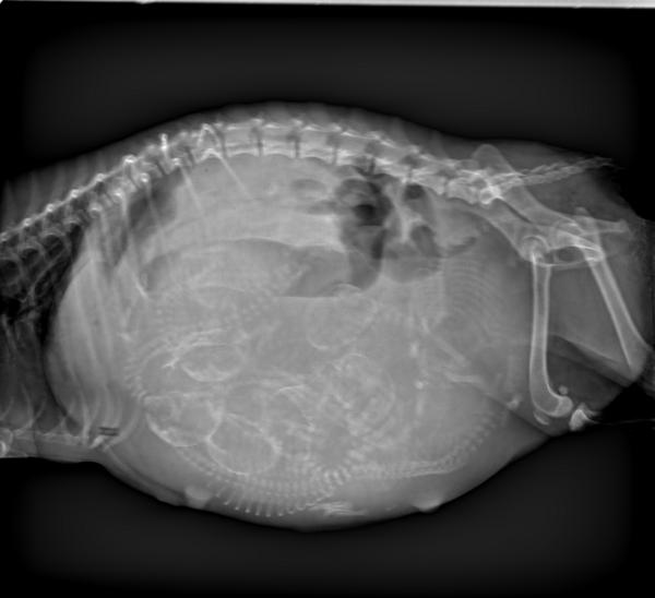 狗狗能剖腹产几次,狗狗剖腹产需要注意什么