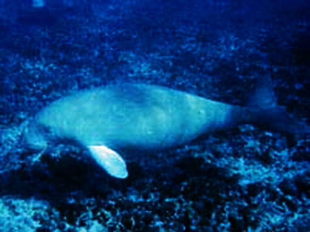 被西方殖民者杀到灭绝的动物,欧洲殖民者灭绝的动物