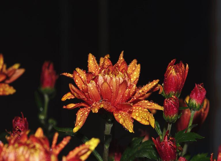 关于重阳赏菊花现代诗句,秋夜里赏菊花唯美诗句