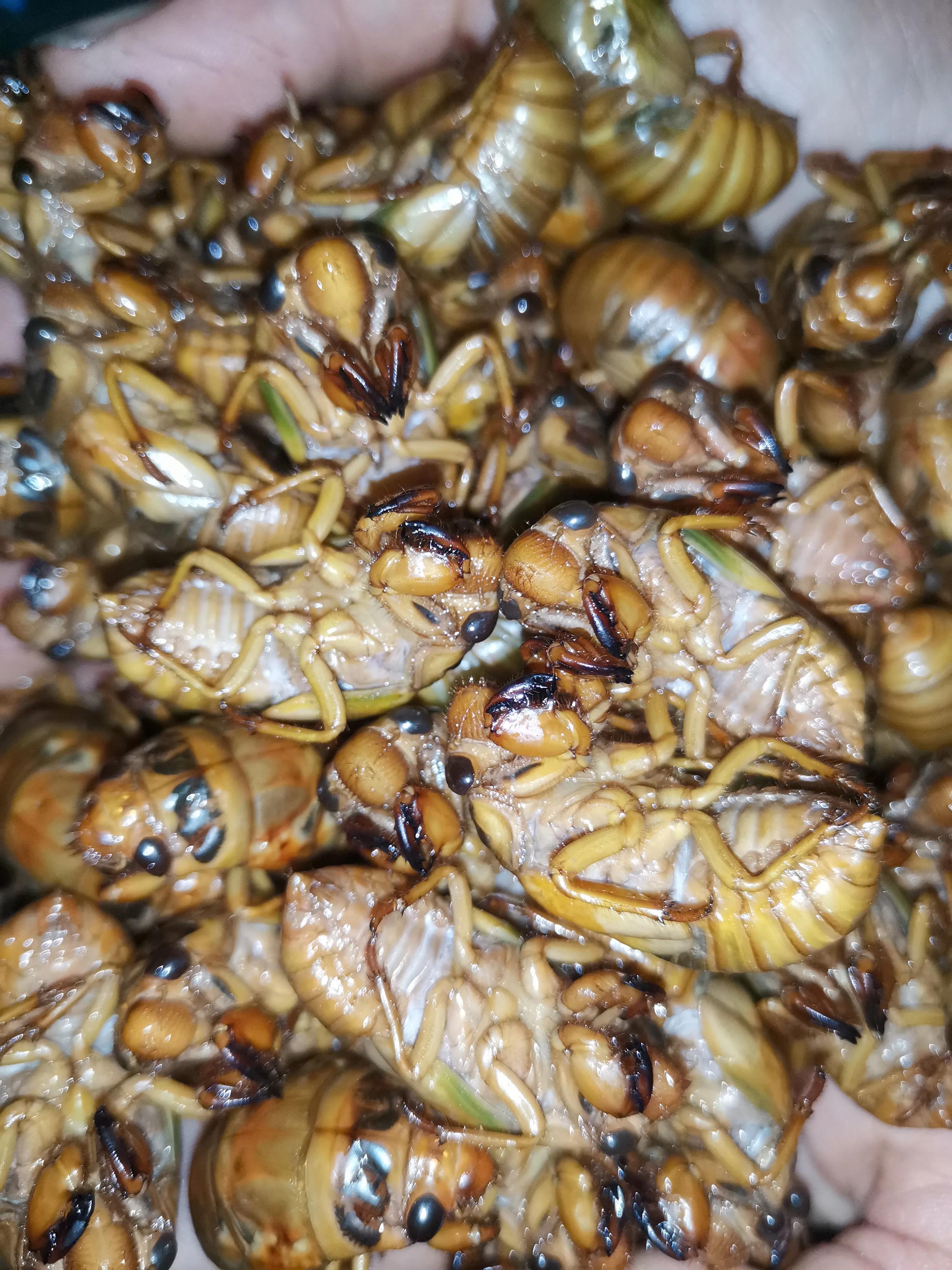 金蝉养殖技术视频,金蝉养殖实用技术论文