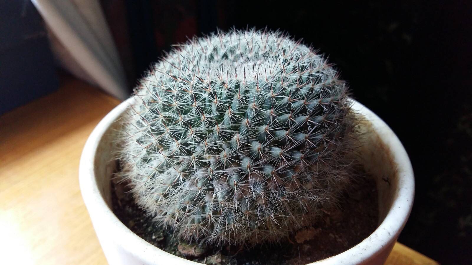 养仙人球运气好吗,仙人球养殖方法和浇水方法图片