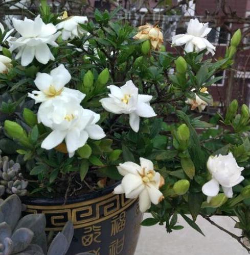茉莉盆栽收到后怎么处理,盆栽茉莉花枯萎怎么救治