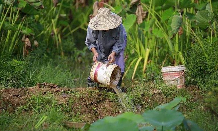 秋葵好吃法,秋葵最营养的做法