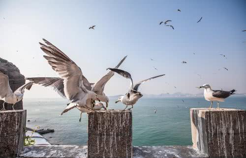 鸟类防御,鸟类保护措施