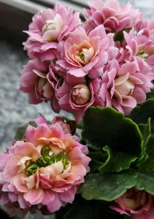 单瓣长寿花品种大全图,长寿花单瓣最好看的品种