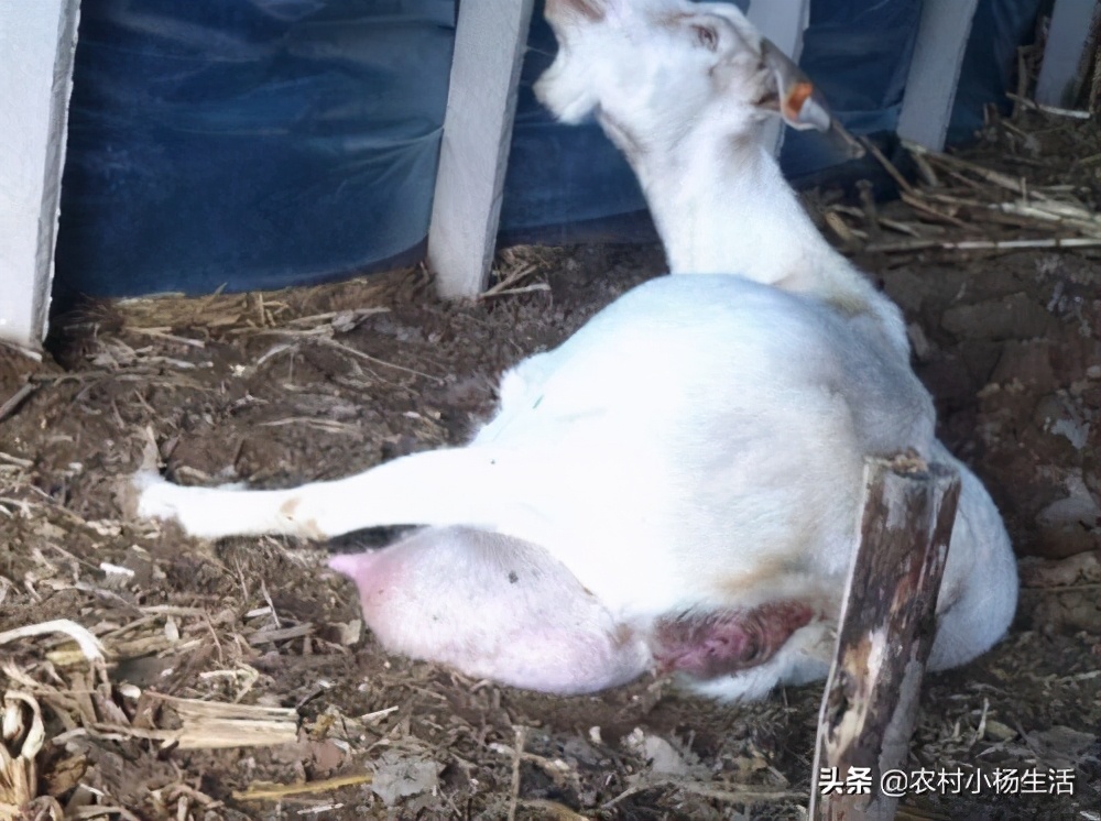 如何接生羔羊,怎样接生羊娃