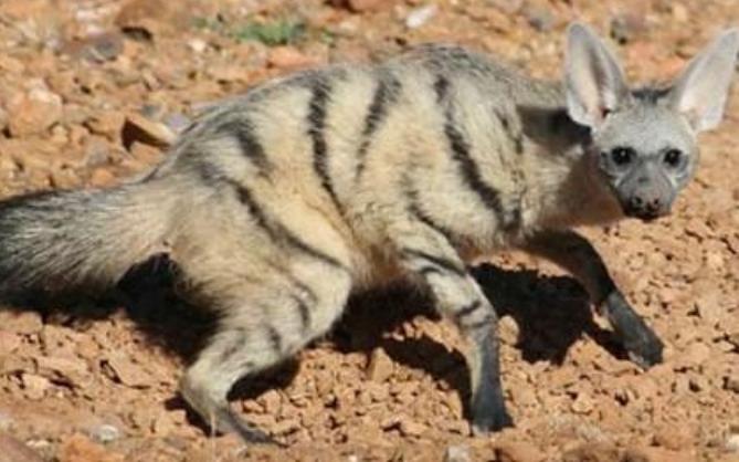 鬣狗凶残的一面,你以为的鬣狗和真正的鬣狗