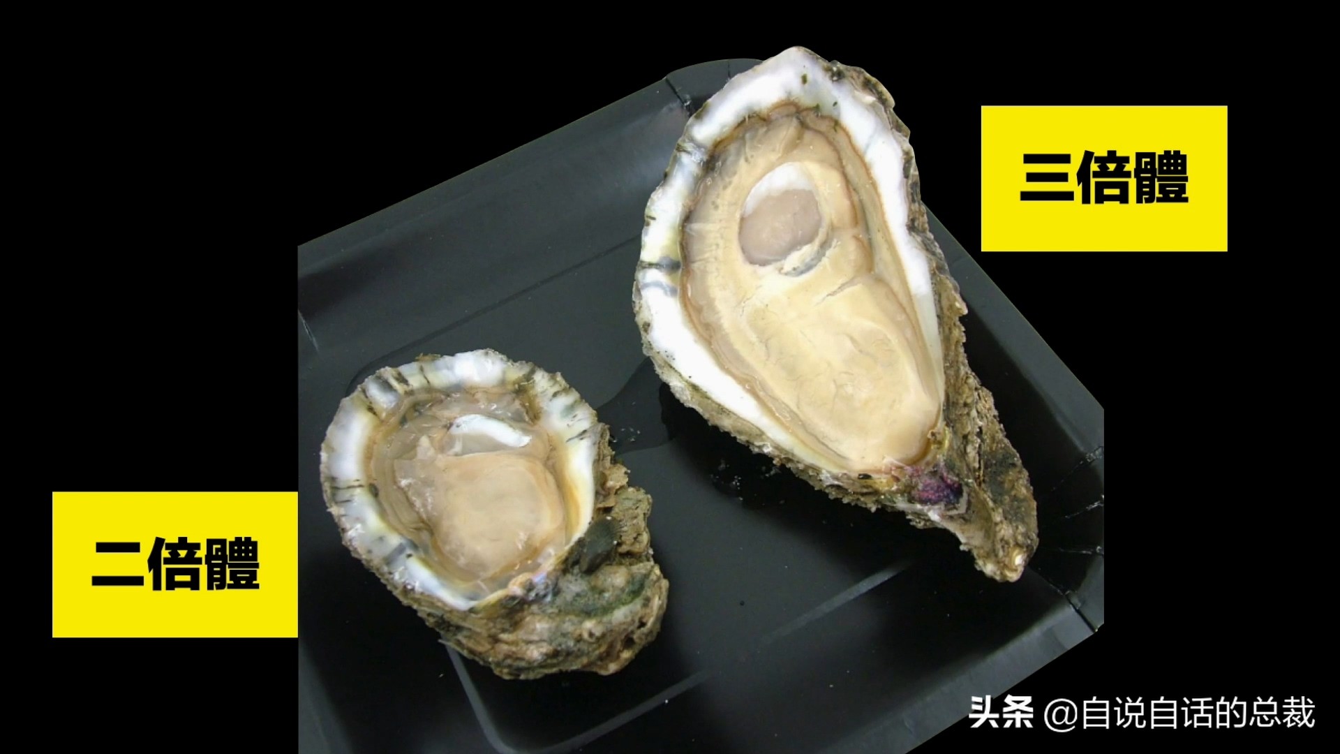 海鲜蛤蜊与蛤蜊区分,蛏子与小人蚬的区别