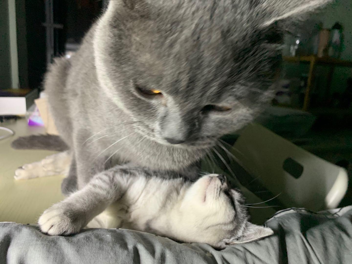 英短蓝白母猫最佳绝育年龄,英短蓝猫小奶猫的成长历程