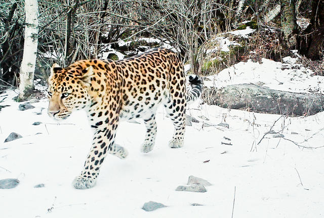 豹的所有亚种,世界上最强大的豹是哪一种豹