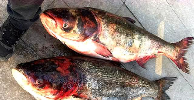 每天百斤鱼获的秘密,牵扯出锚鱼者极力隐藏的“血腥杀戮”