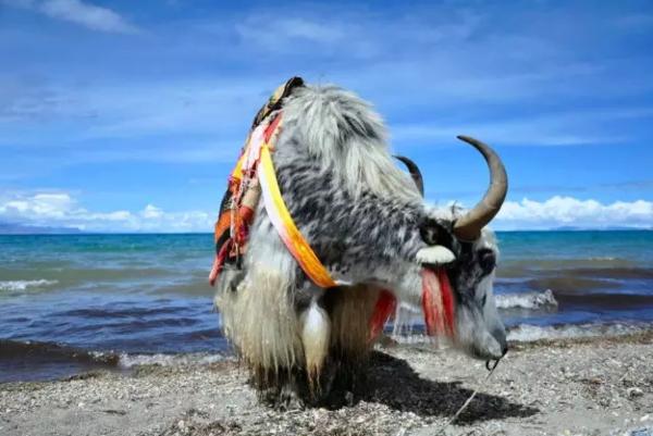 去藏北旅游注意什么,藏西旅游费用