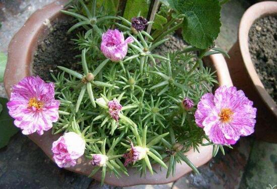 盆栽康乃馨需要什么肥料怎么使用,专家讲解康乃馨施肥的正确方法