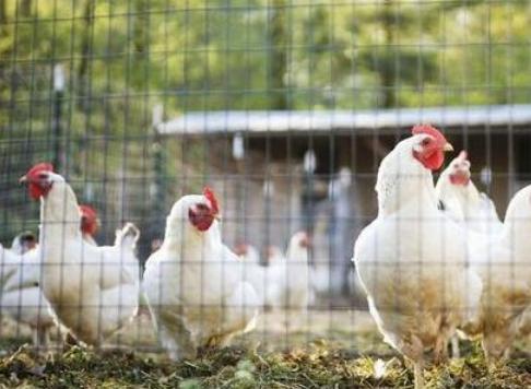 滑液囊支原体预防措施,滑囊炎支原体流行特点和防治措施