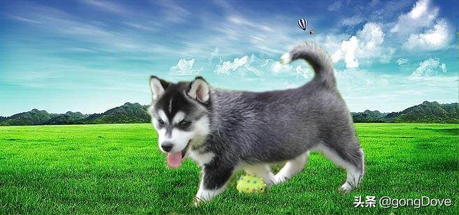 photoshop怎么将两张图片合成,photoshop四张图片合成一张图