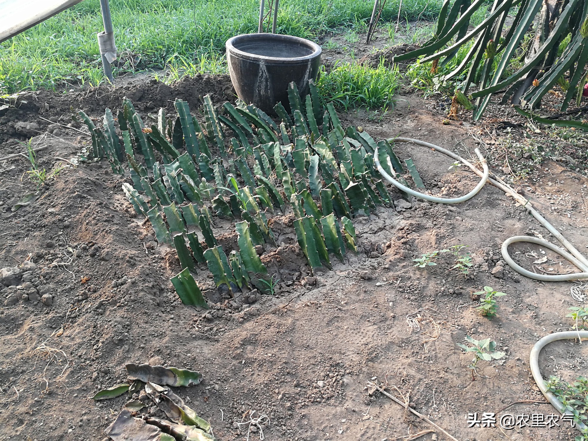 关于农业种植火龙果,火龙果的丰收方法