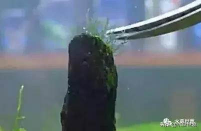 草缸常见10种藻类的解决方法,草缸藻类生物防治方法