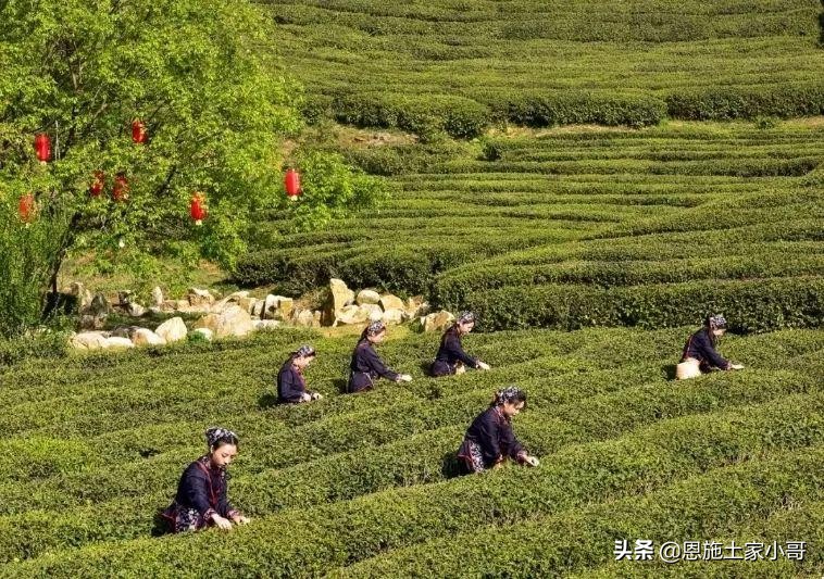 恩施土家人文地理：行游恩施，忠路雾洞春茶香