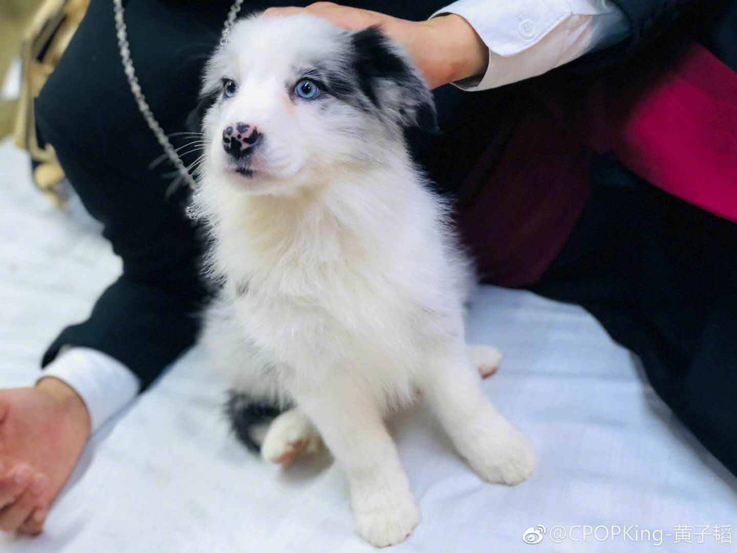 黄子韬被误伤的视频,黄子韬被狗狗咬