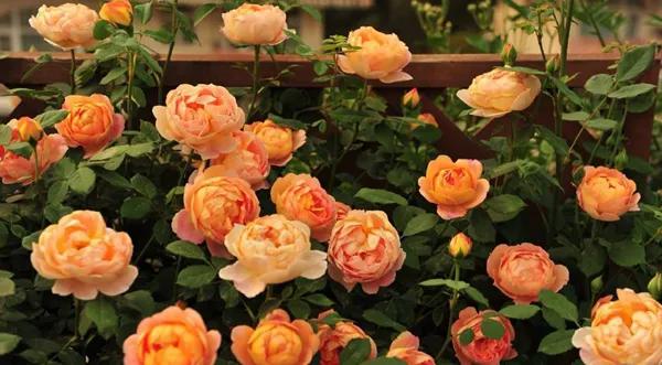 好养的盆栽花卉大全,人养花花