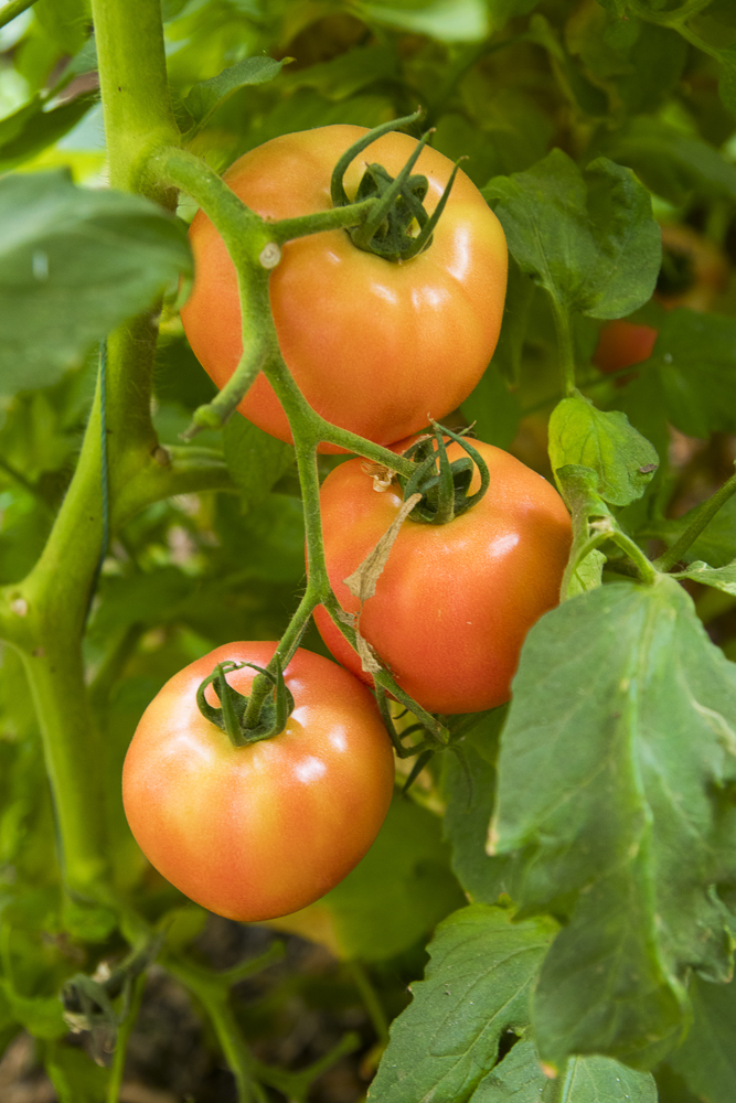 #毕业旅行啦#石家庄慧灯庄园，夏日里寓教于乐爽歪歪