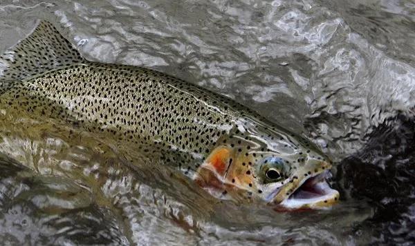 有哪些产地在中国的顶级食材？