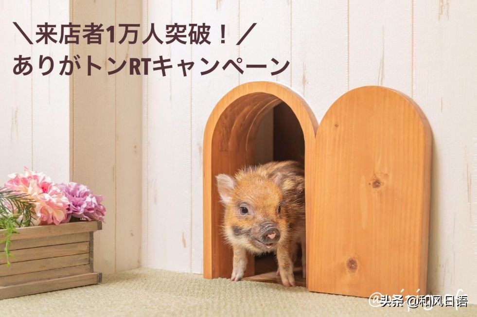 日本迷你猪咖啡厅,日本街头超有人气的猫头鹰咖啡厅