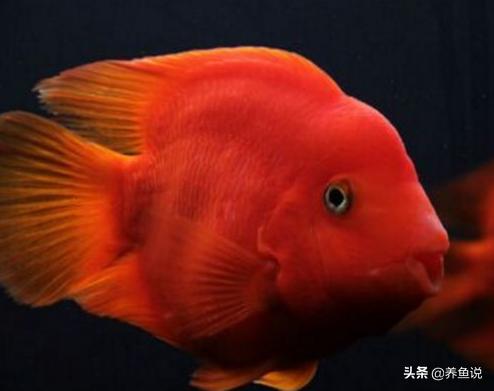 观赏鱼白点病用什么药好,观赏鱼白点病用什么药最好