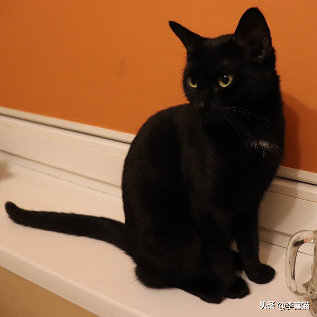 辟谣猫咪谣言,辟谣猫咪并非黑夜都能看得清