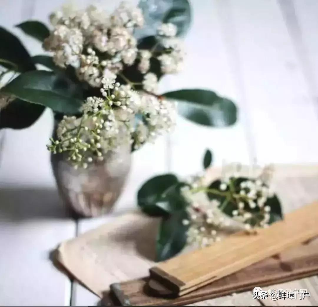 蚌埠各小区这种散发着精液味道的花你知道名字嘛