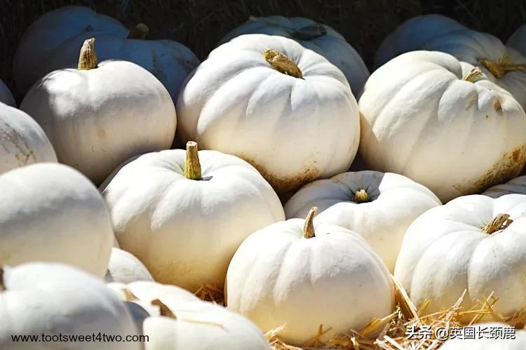 南瓜大作战任务,南瓜大作战活动攻略