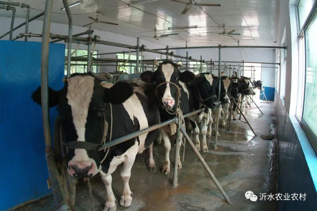 种养产业推动乡村振兴工作,我县壮大特色农业引领乡村振兴