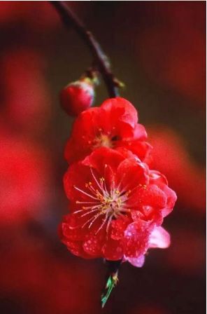 「诗词原创」张大泽｜围炉赊得三壶酒恰是闲来赋月诗