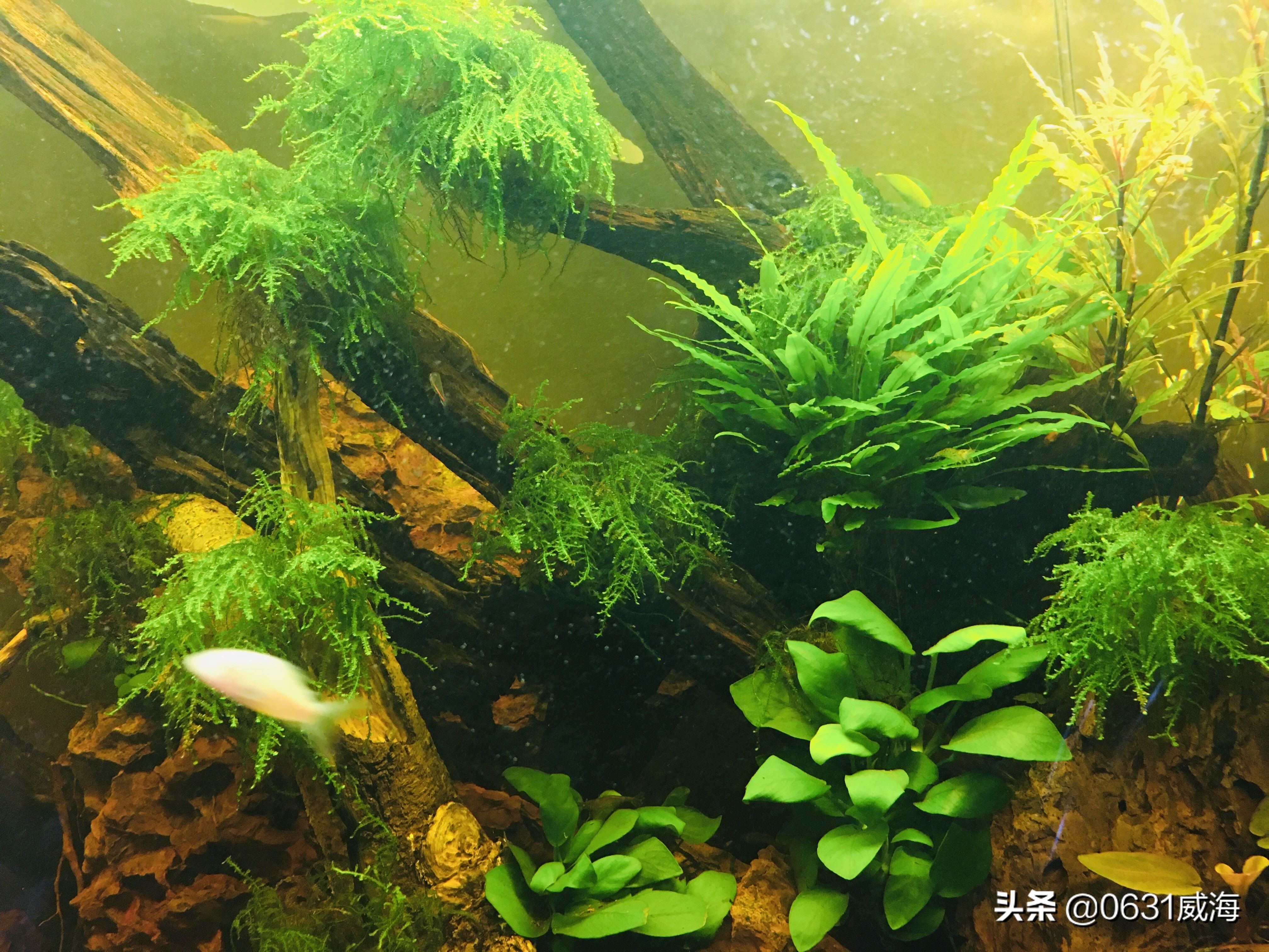 底砂养鱼好吗,底砂种植水草好处