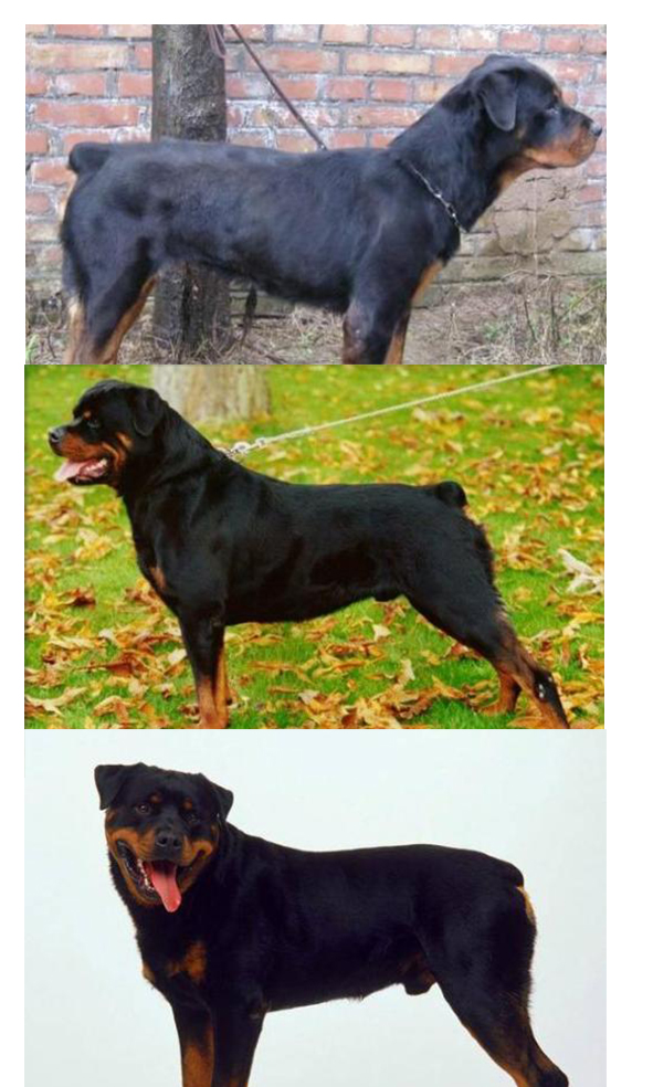 如何看出罗威纳犬是不是纯种 (罗威纳长嘴立耳是纯种的犬吗)